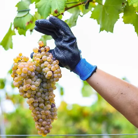 Quintinha Do Oliveira Dom wakacyjny Abragao