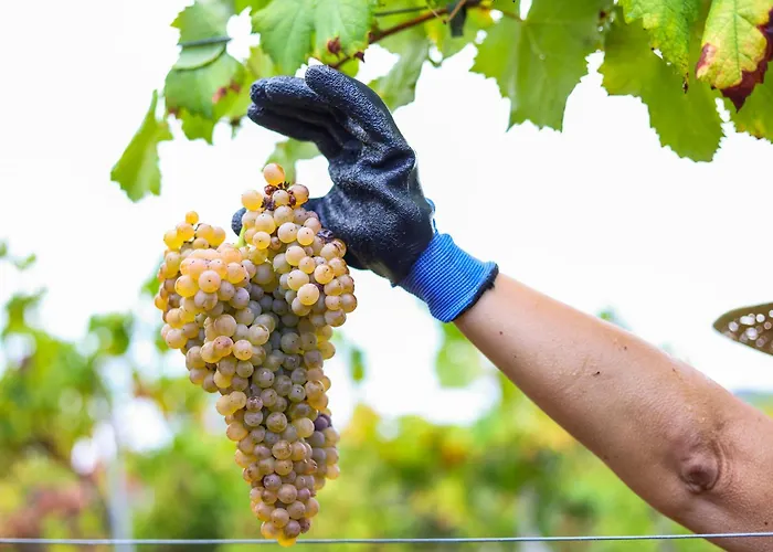 Quintinha Do Oliveira Nyaraló Abragão